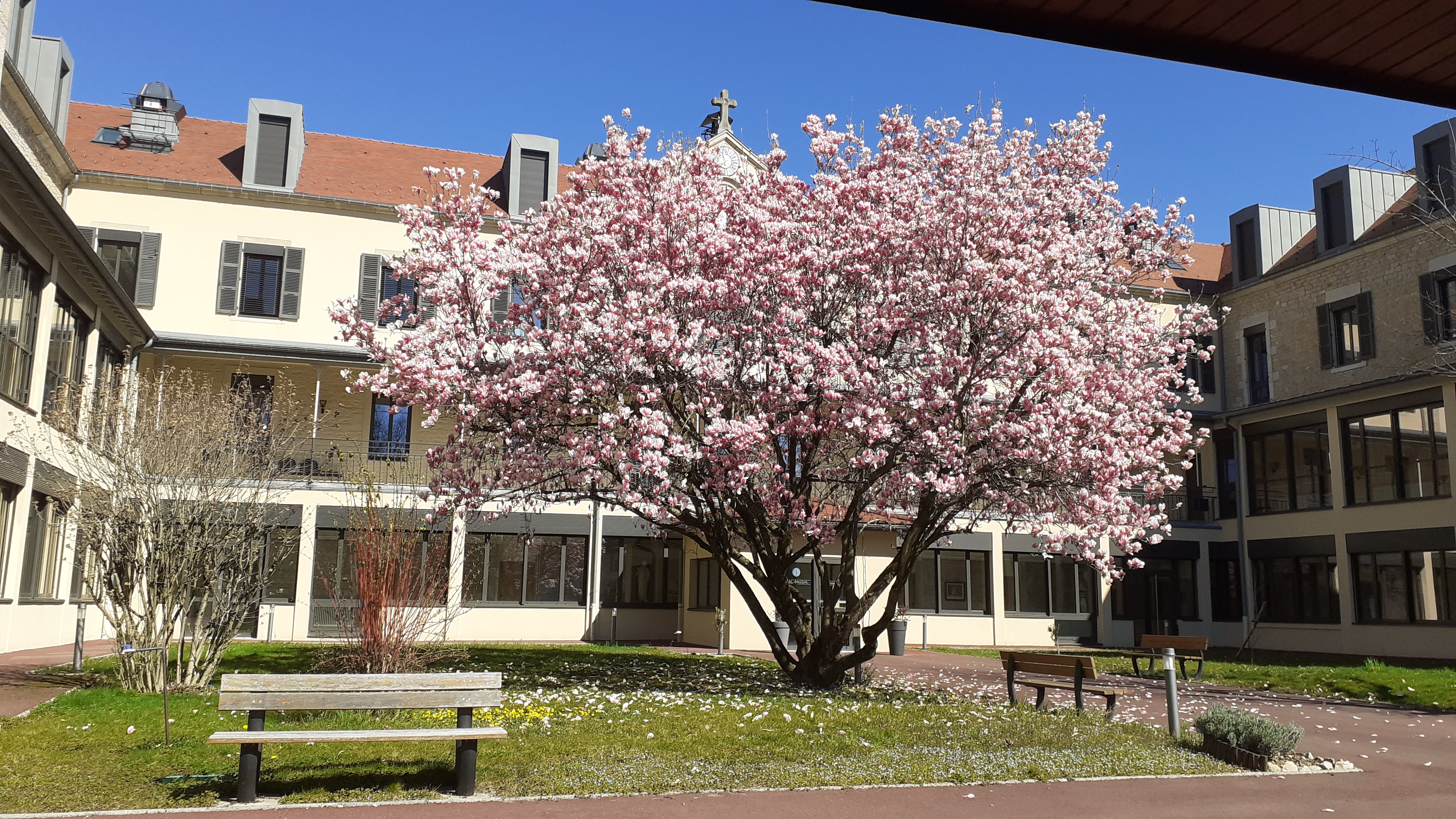Cerisier en fleurs dans la cour de la Maison des Petites Sœurs des Pauvres à Lons-Le-Saunier