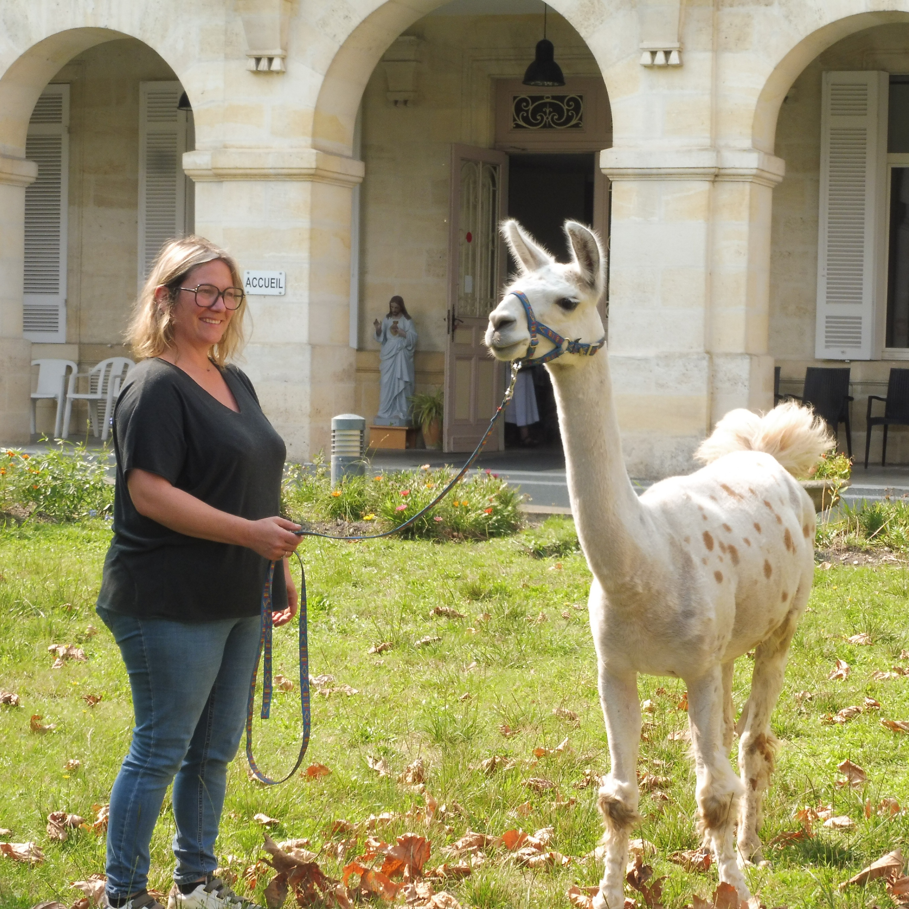 Lama avec une personne au milieu de la Maison de Bordeaux