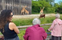 Personnes âgées au zoo qui regardent des girafes