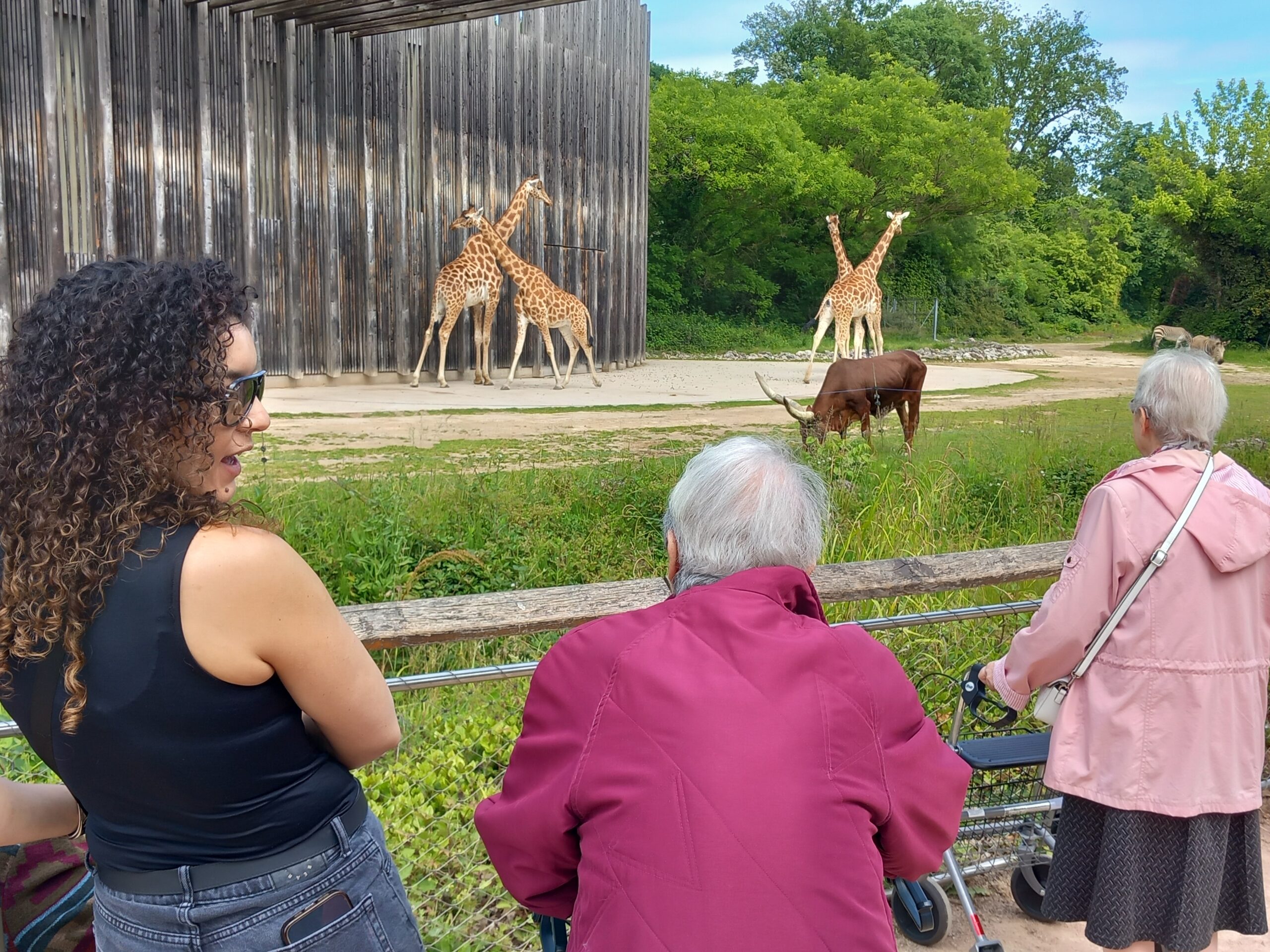 Personnes âgées au zoo qui regardent des girafes