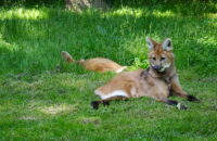 Loups roux allongé