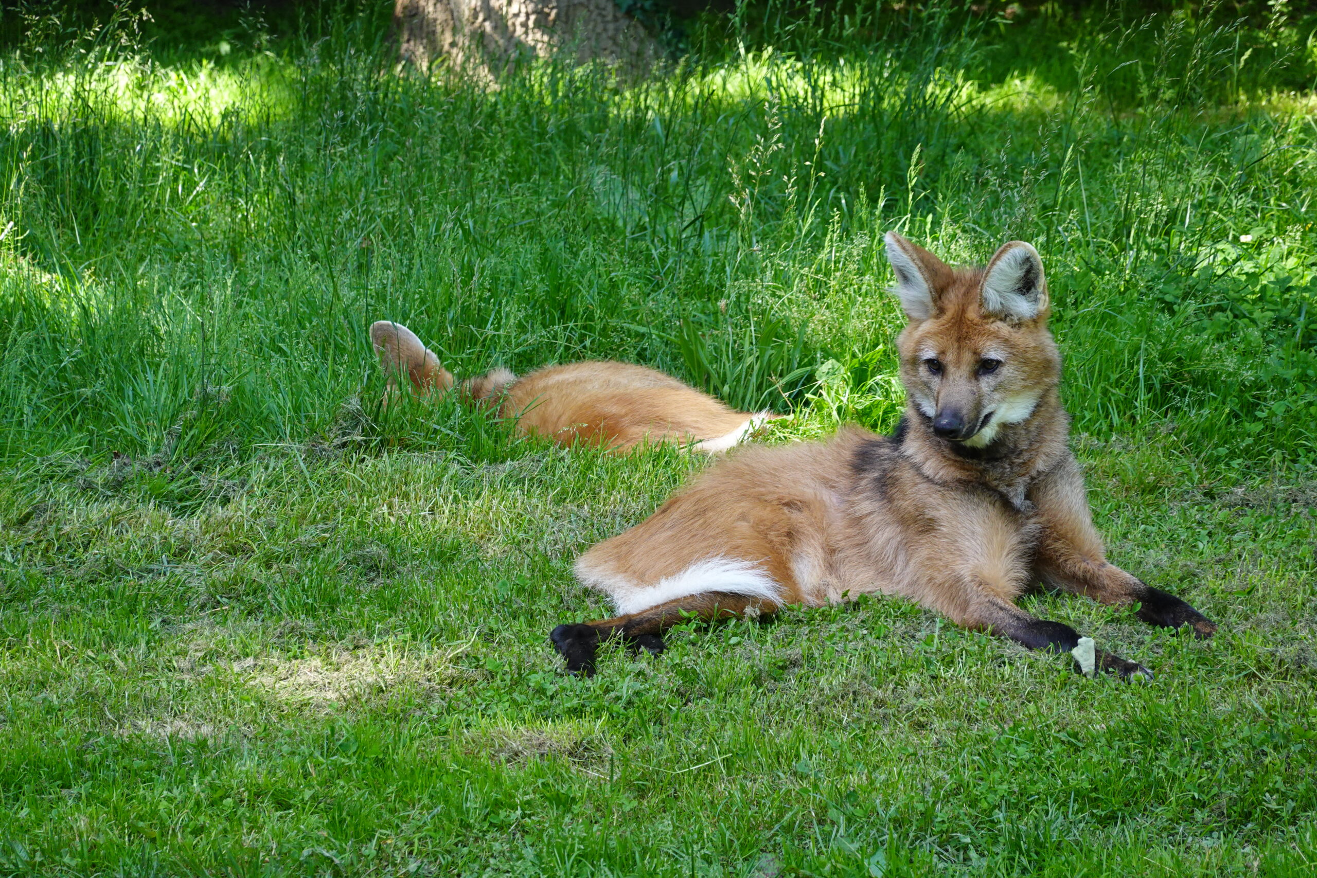 Loups roux allongé