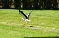 Cigogne sui décolle