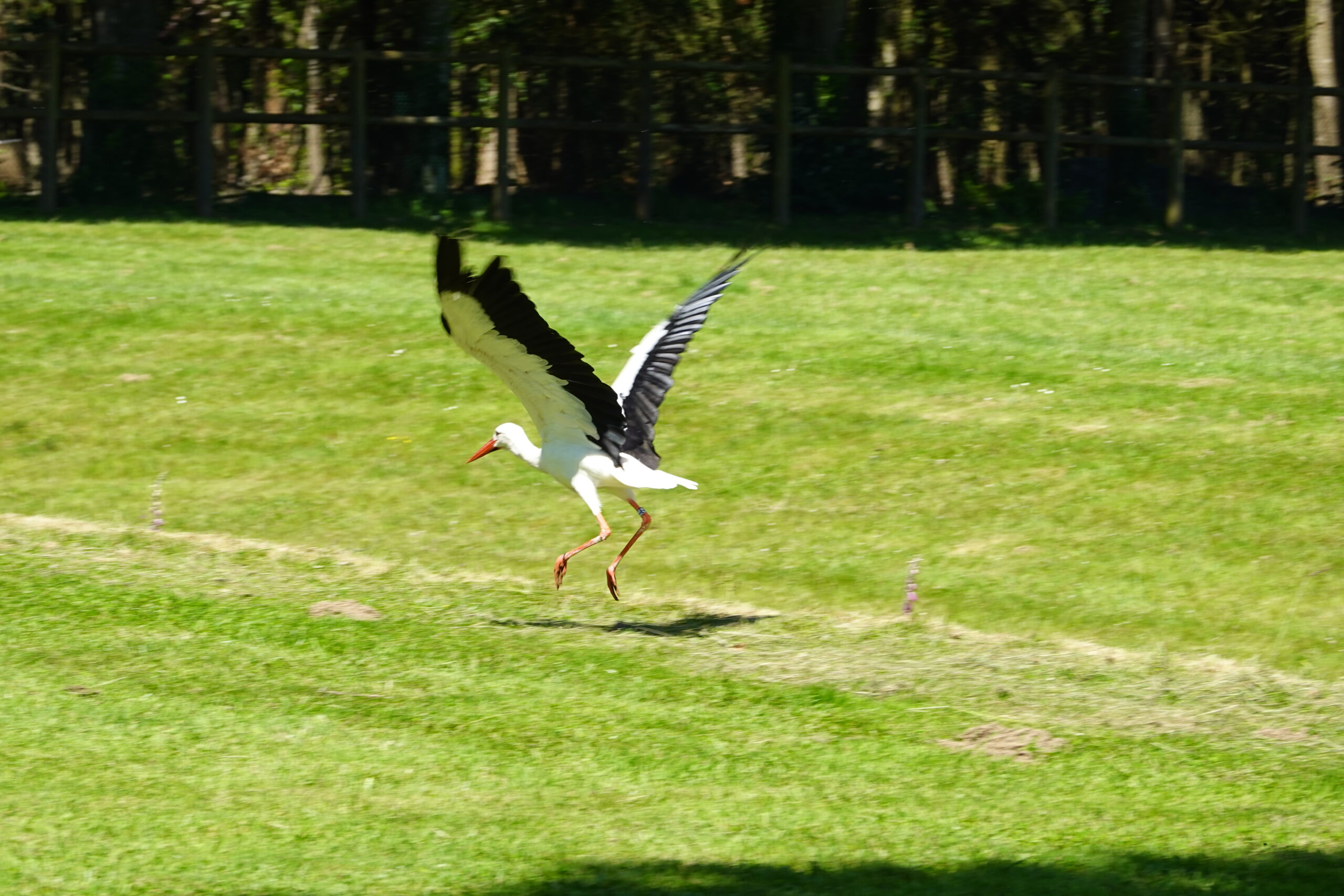 Cigogne sui décolle